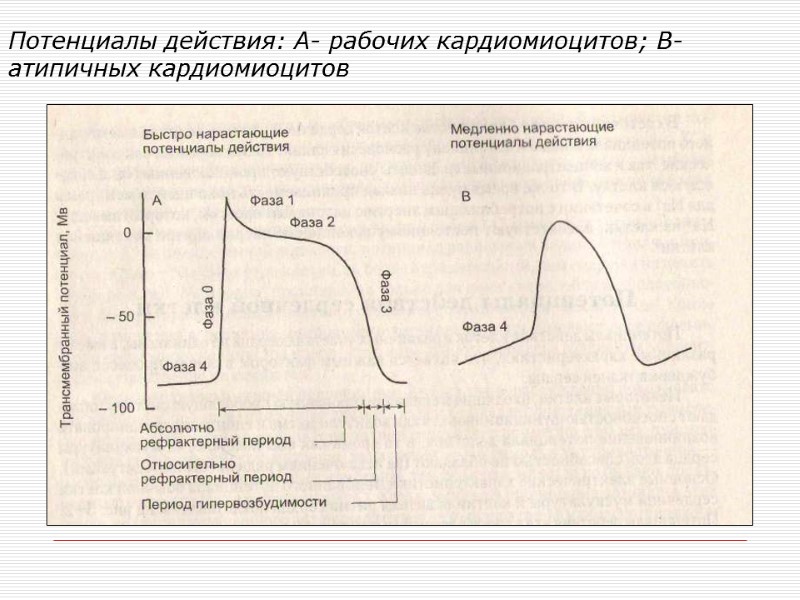 Потенциалы действия: А- рабочих кардиомиоцитов; В- атипичных кардиомиоцитов